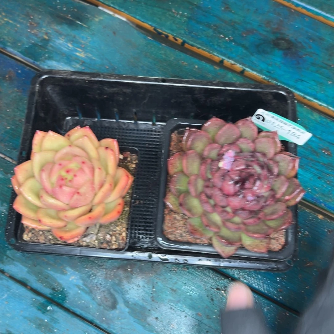 多肉一物一拍编号0125-184