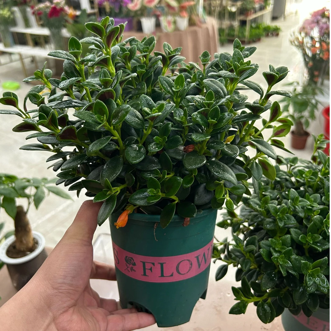 【金鱼花吊兰】年年有鱼 黄金万两