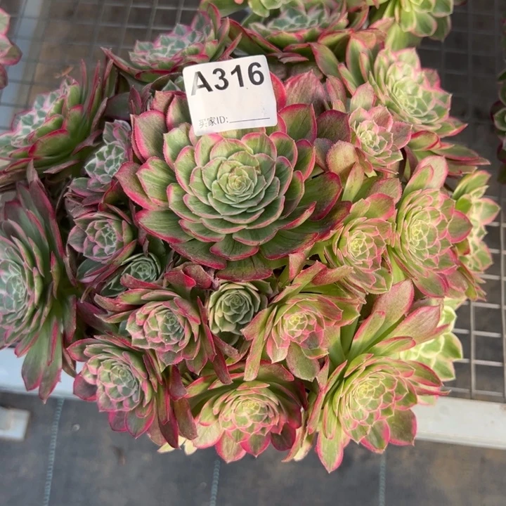 316莲花25厘米左右