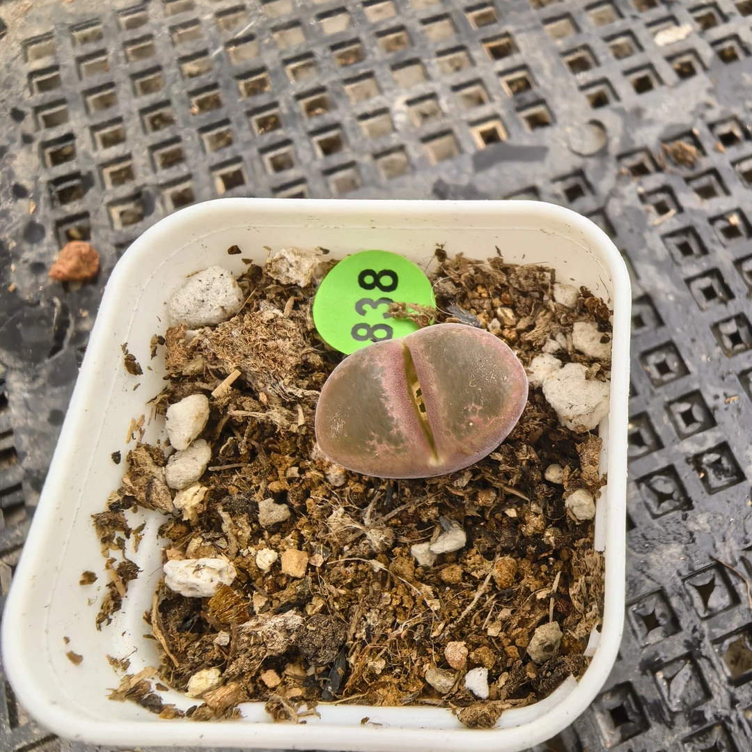 （20包邮）漂亮风铃1.5CM带盆多肉838