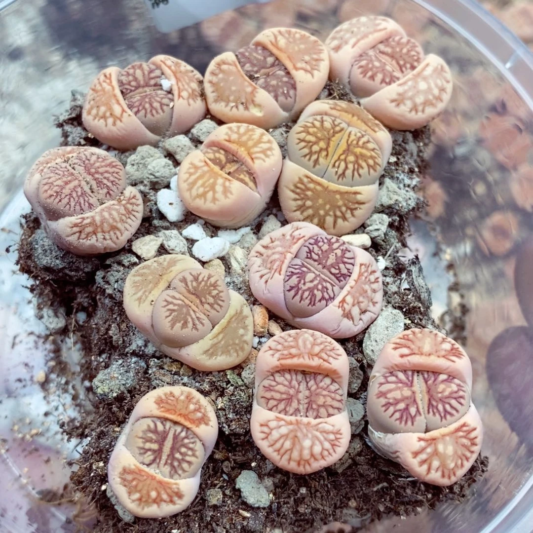 阳**徒我的小姐姐们都是我730