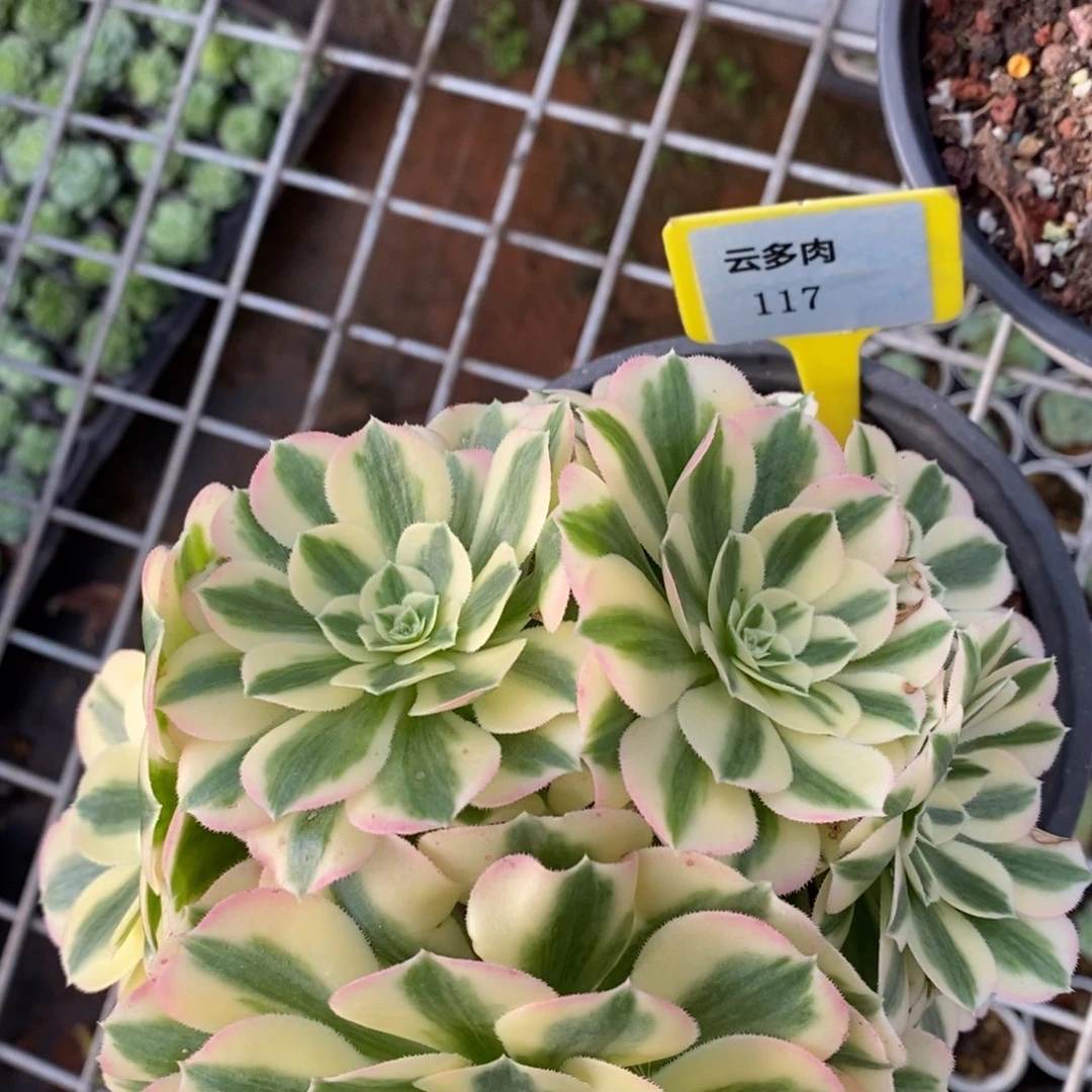 L117法师锦直播福利