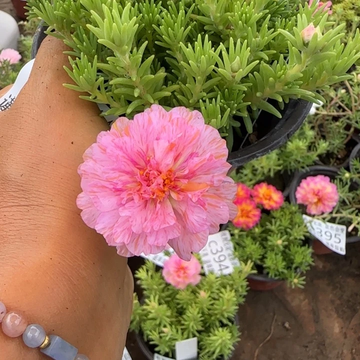 全部花朵量拍矮粉缤纷超小苗盆口10cm