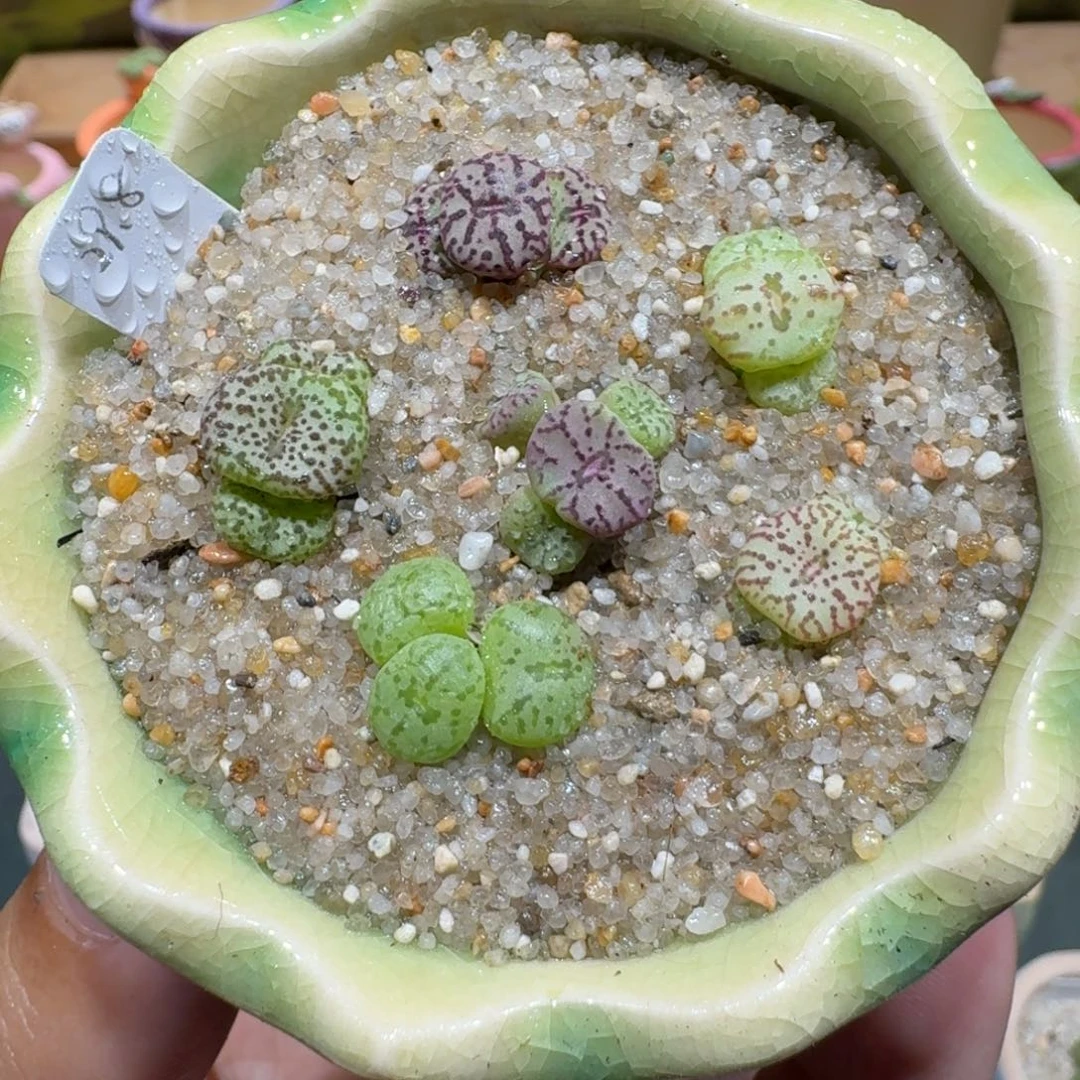 蘑菇1009安贞彩拼多肉植物