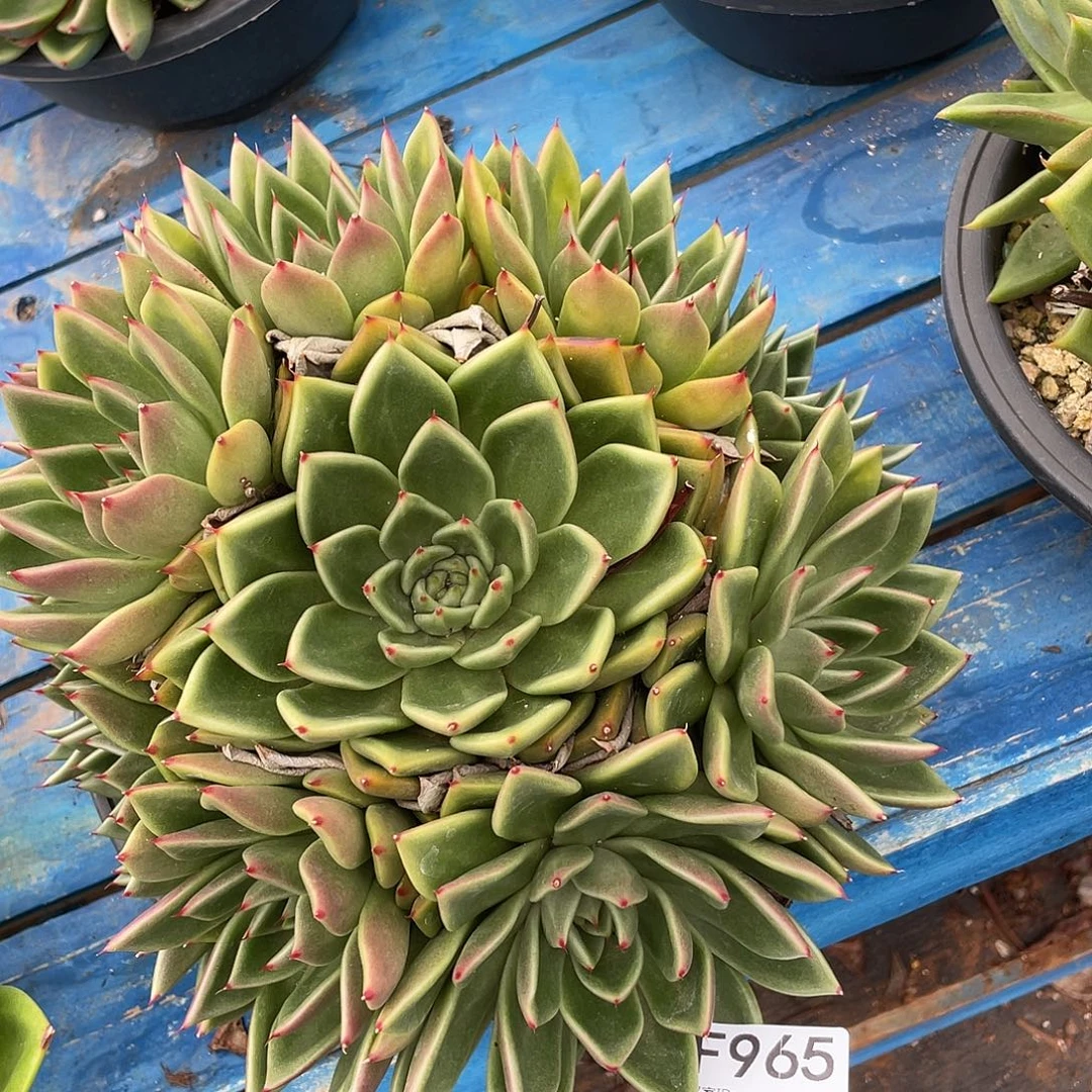 若如东云单拍F965