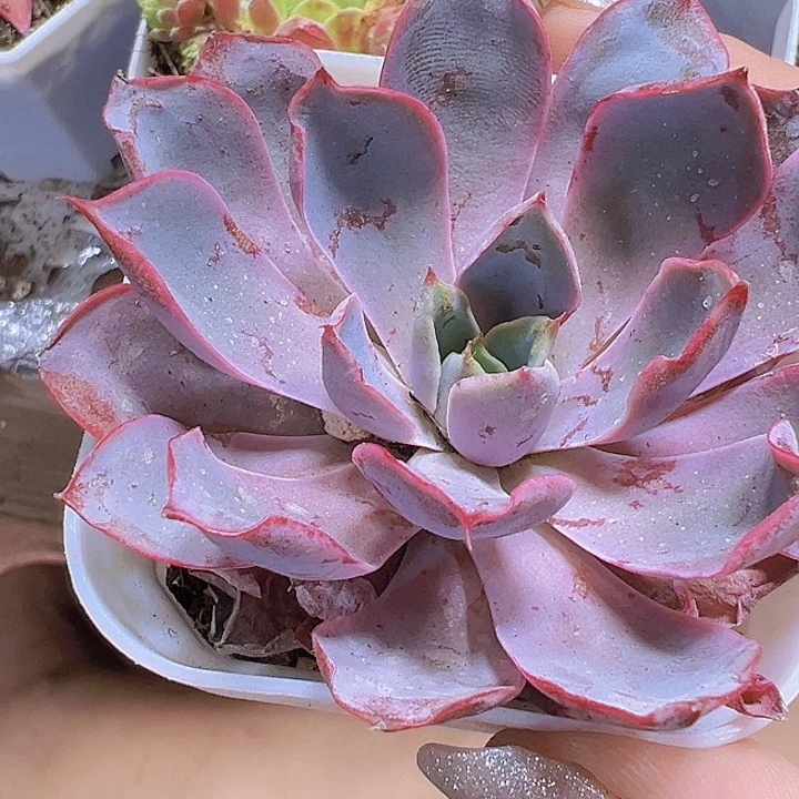 赫拉19包邮多肉植物