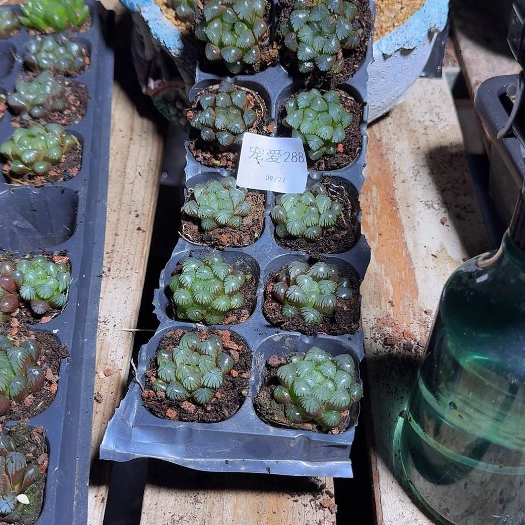直播福利一物一拍288