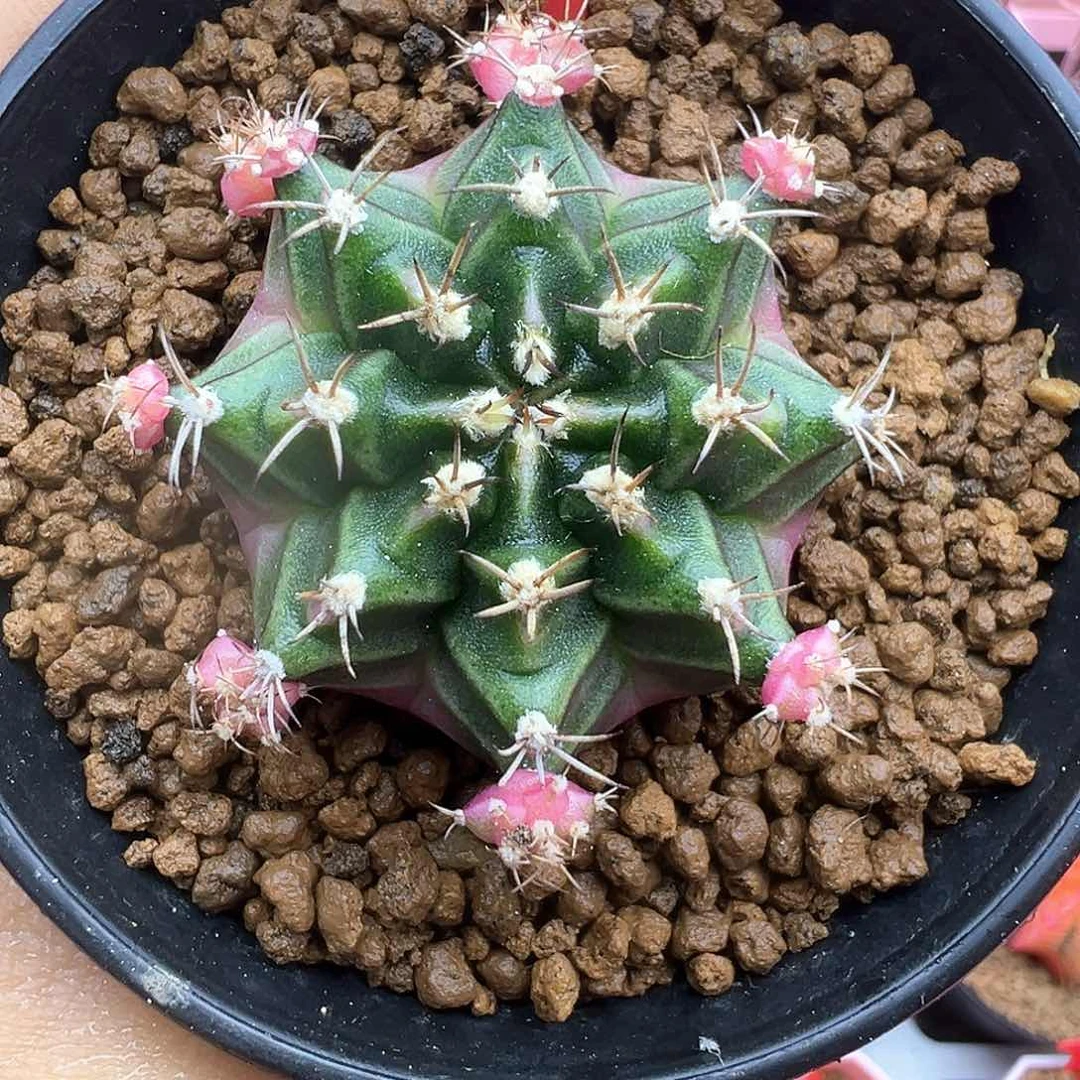 80-泡泡糖带盆土发货