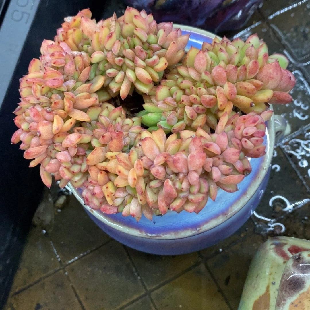 精品多肉一物一拍不包整115