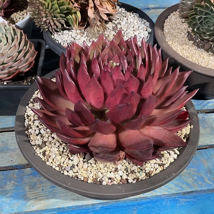 小**书               福利