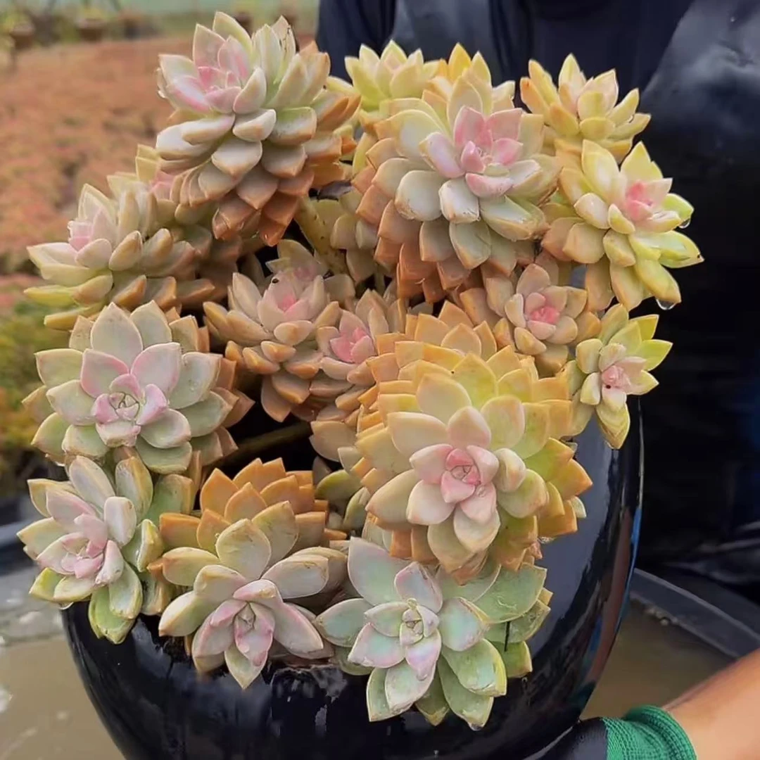 零花钱多肉  精品盆栽紫雾（淡雪）  多肉植物   直播间一物一拍