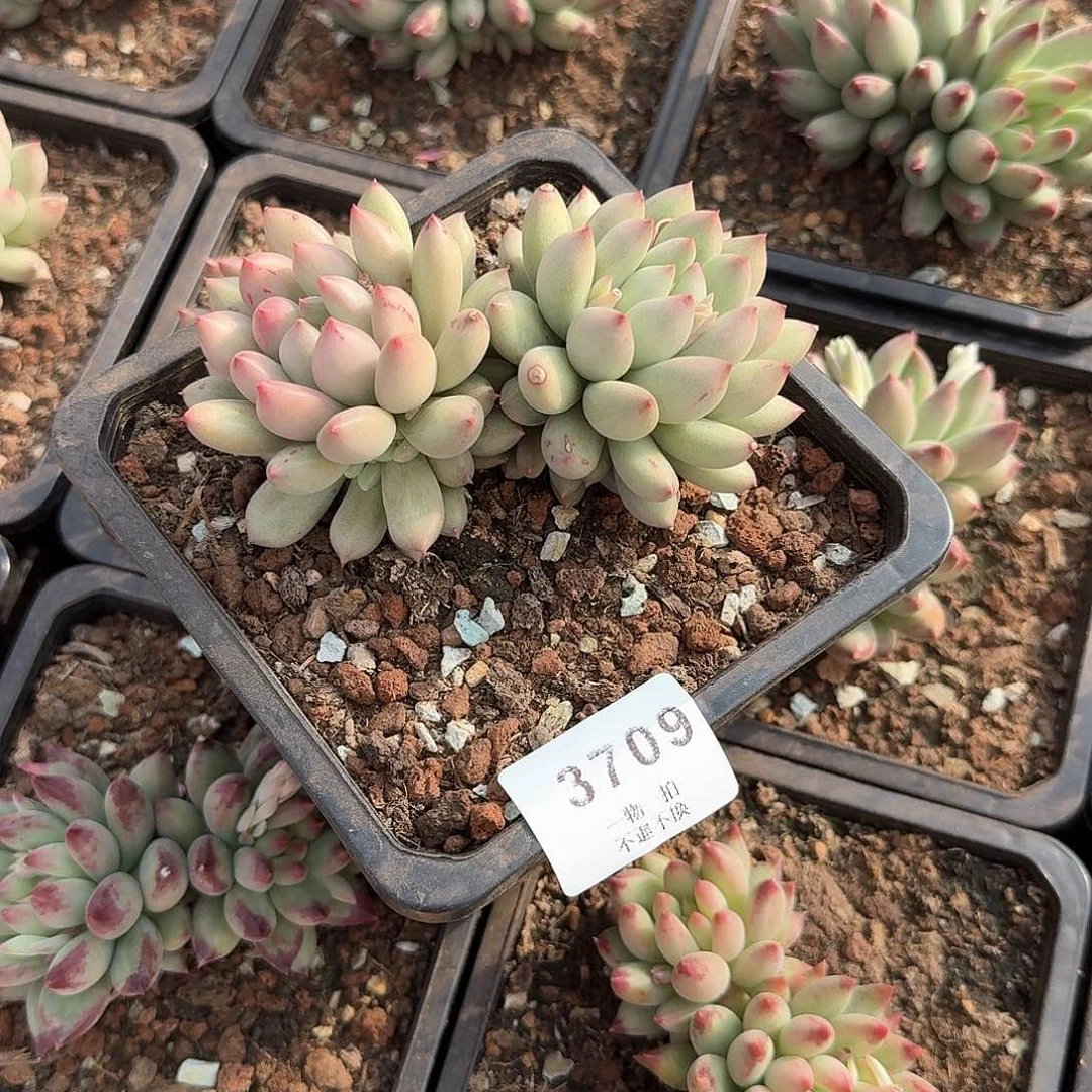 ?****）3709号二代虞美人多肉