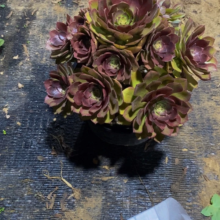 桃花石673。
