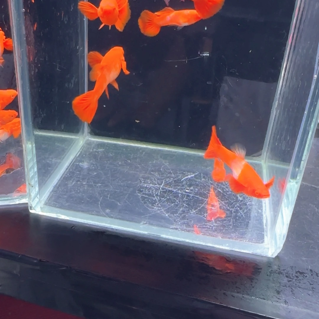 孔雀鱼鸿运分水6条