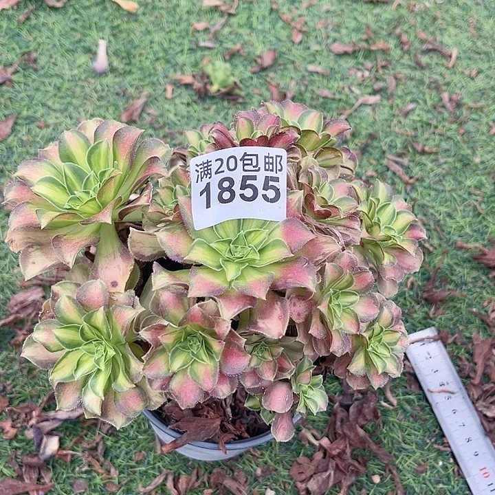 1855一颗韶华法师