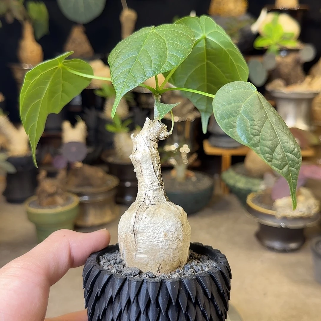 一物一拍泰国火桐49