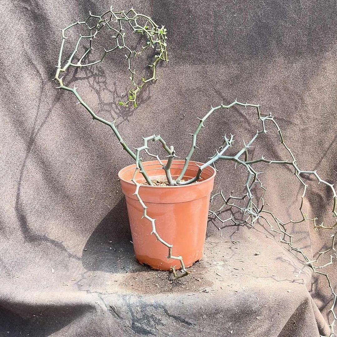 潮流植物 弯曲龙 半折是D24