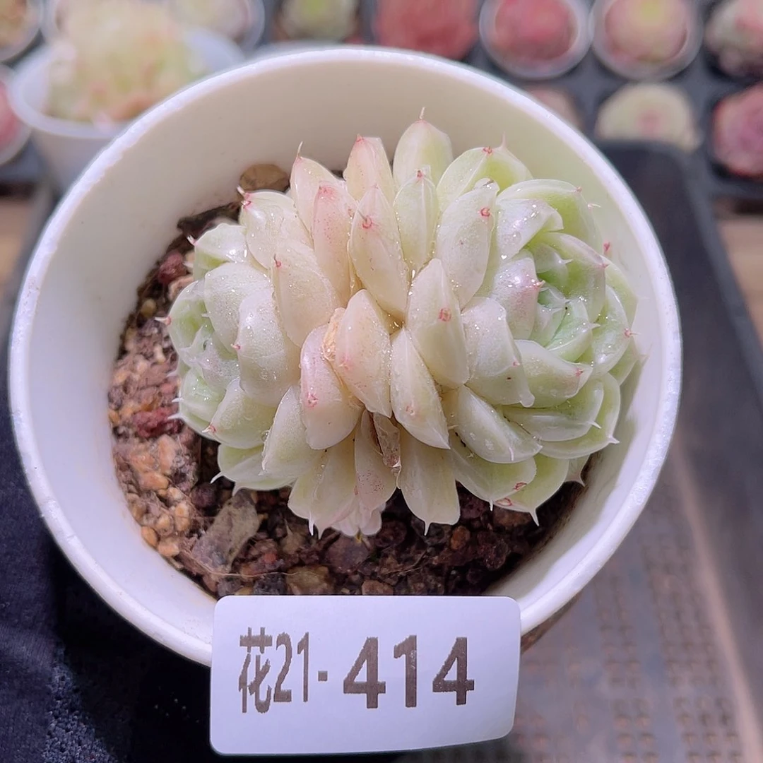 花利美21-414麦秆