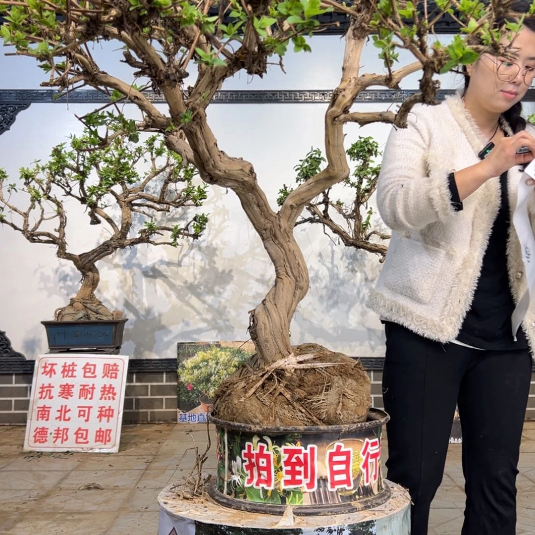 无花朵金银花888888