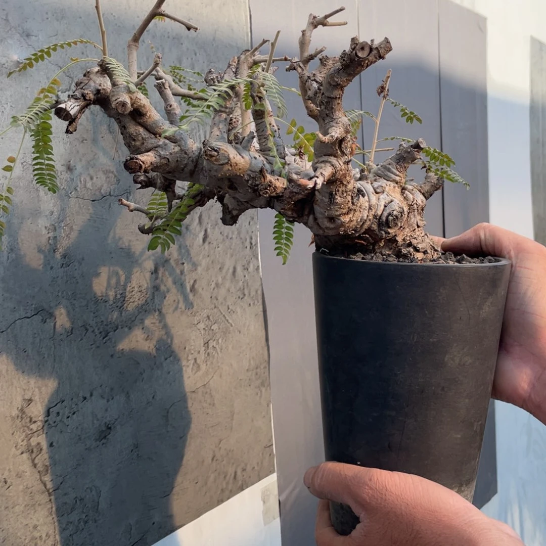 无花朵尼勒达乳香橄榄