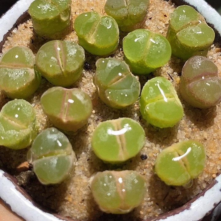 粉红女郎风铃一颗