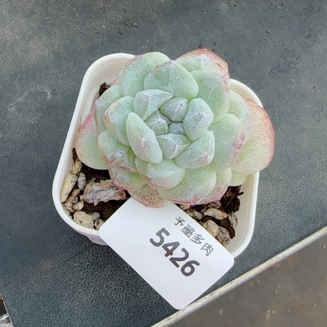 冰玉石化，5426多肉植物