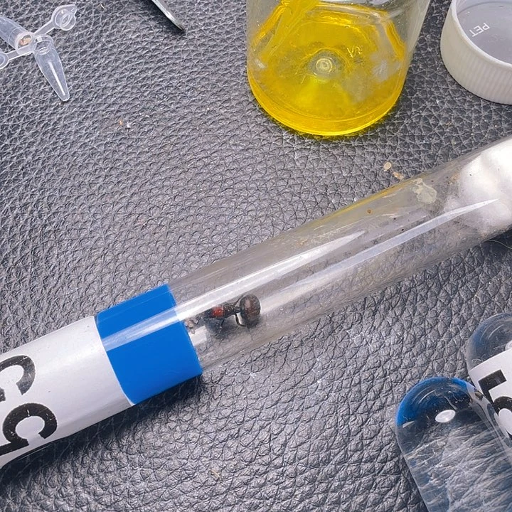 布***那蚂蚁工坊55号肯尼亚