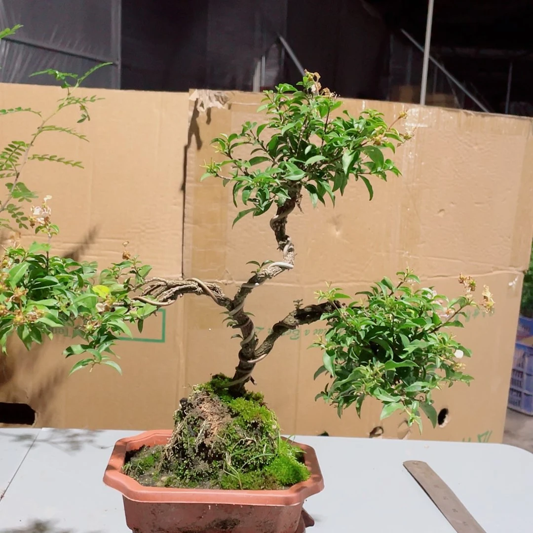 当前无花栽培后可以开花按图发