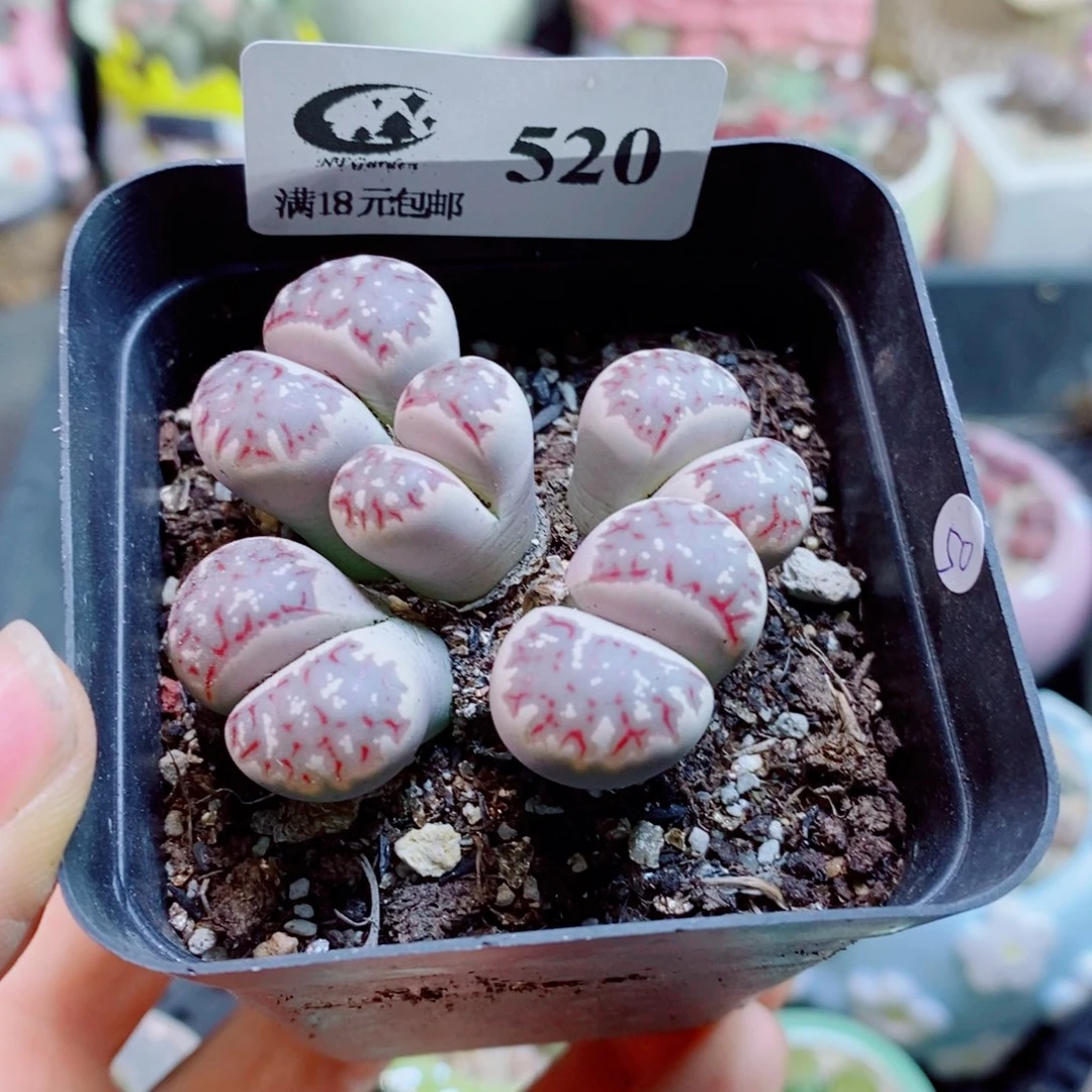 生石花花花花花花花520