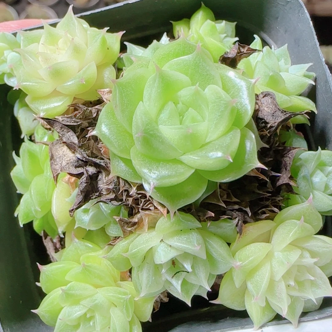 花语逸镜1115-140散