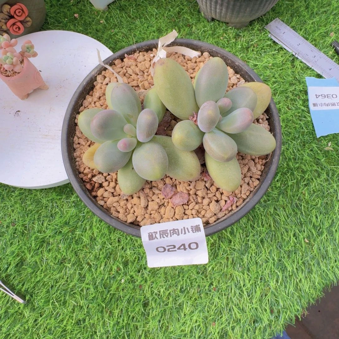 团***奶多肉植物糖果美人0240