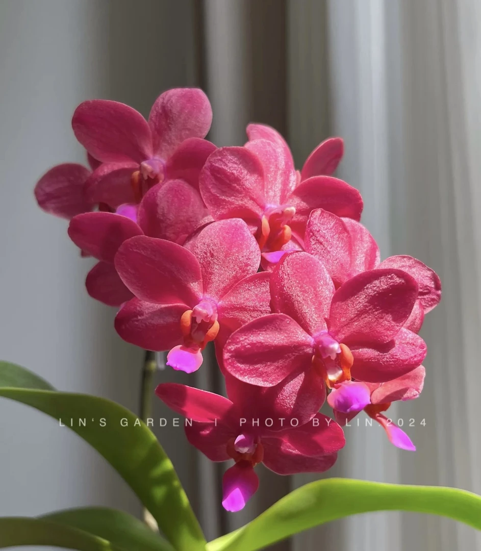 梦幻女郎蝴蝶兰2.8成熟苗不带花室内盆栽植物花期长基地直发