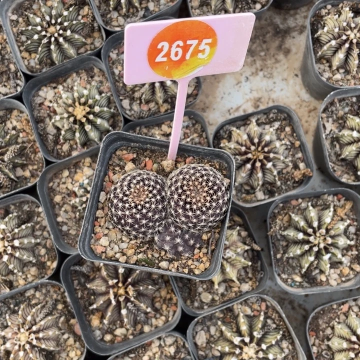 肉***墩实生鱼鳞2675000000