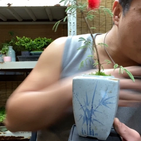 红陶ℳ****⁰一物一拍所见即所得217