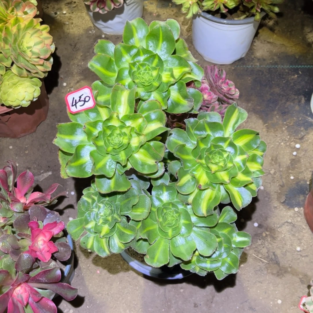 450多肉植物暴君群生砍过