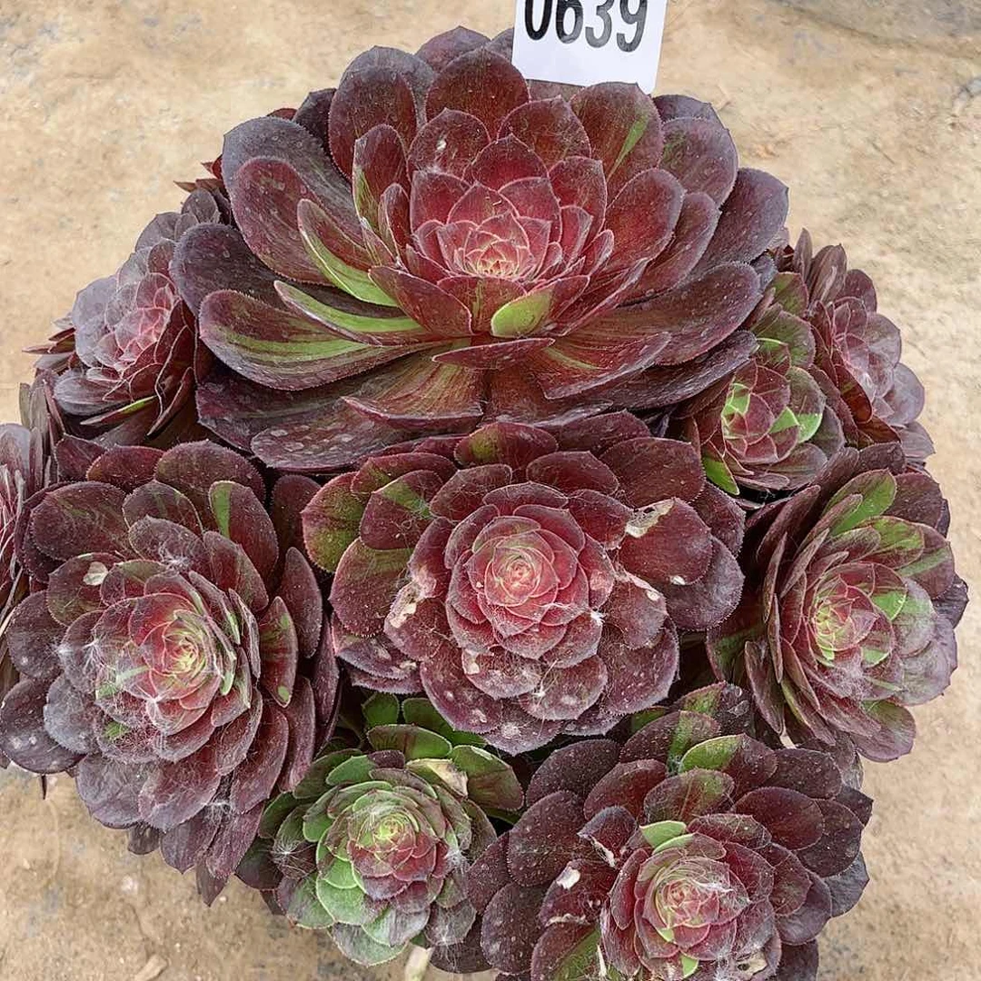多肉植物花月夜639