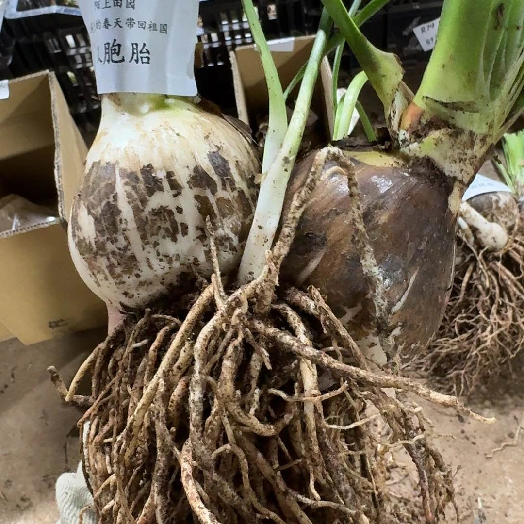 安吉拉双胞胎8+8开花球