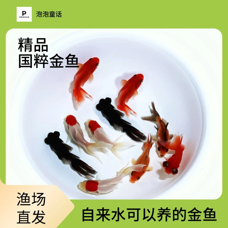 【精品国粹金鱼】6-8厘米8条丹顶红狮金鱼鎏金金鱼龙睛金鱼