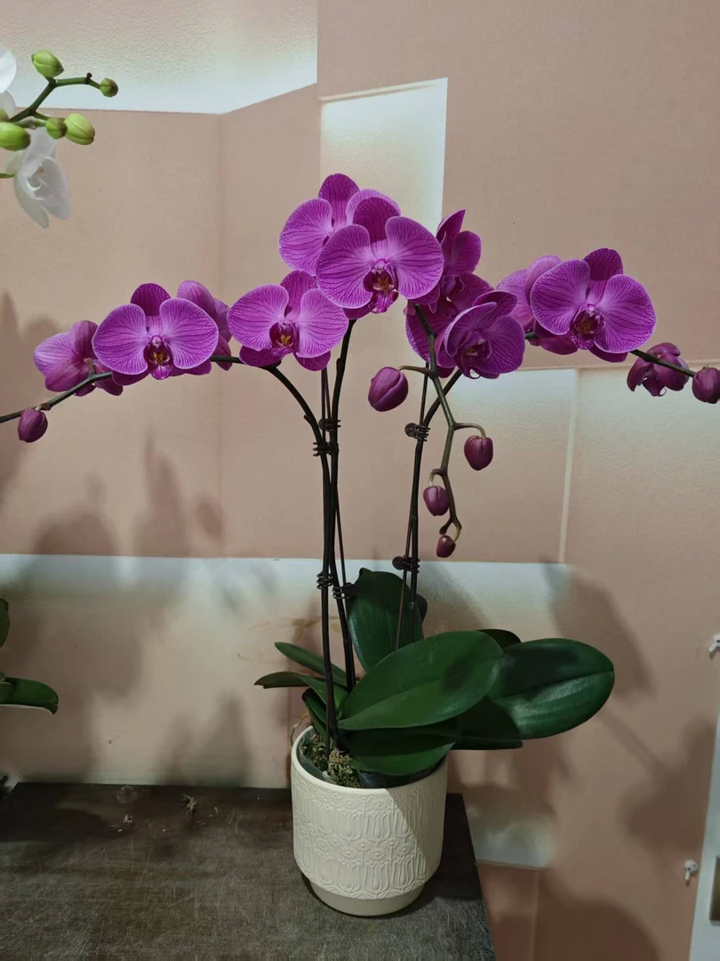[梦兰]蝴蝶兰 大花型 有花带花苞