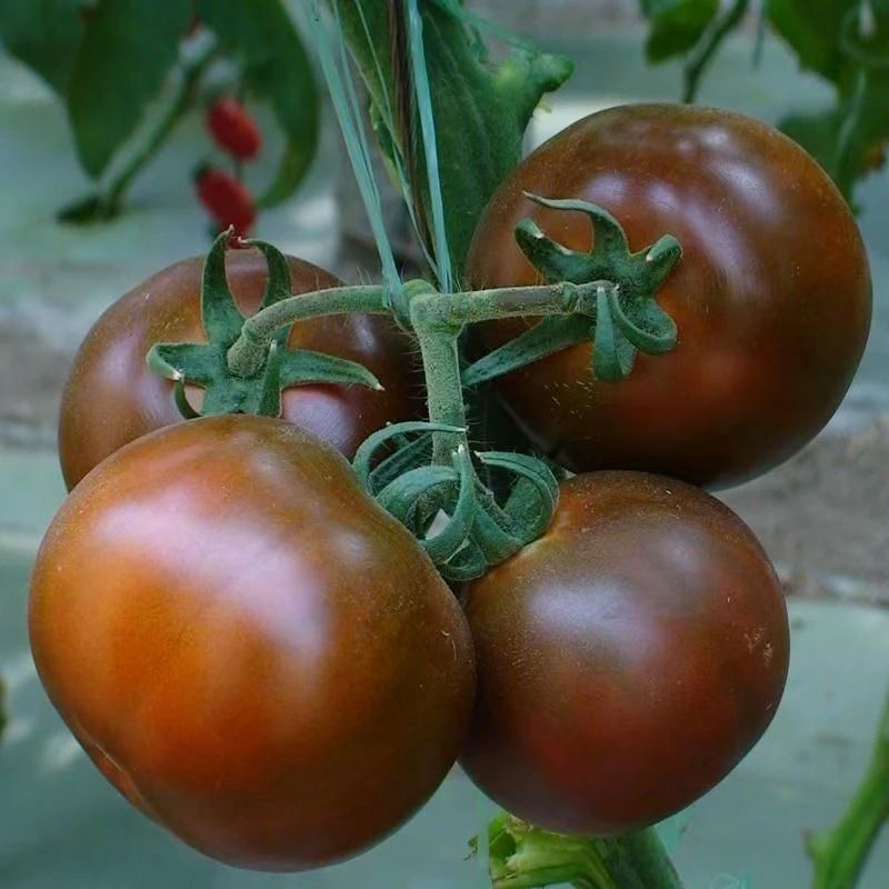 【大紫番茄种子】西红柿种子紫黑西红柿四季珍珠瓜果蔬菜种籽