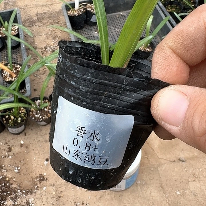 当前无花栽培后可以开花知**乐香水