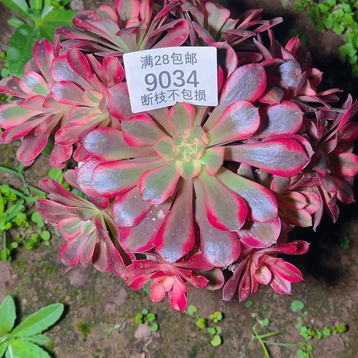 9034美杜莎多肉植物