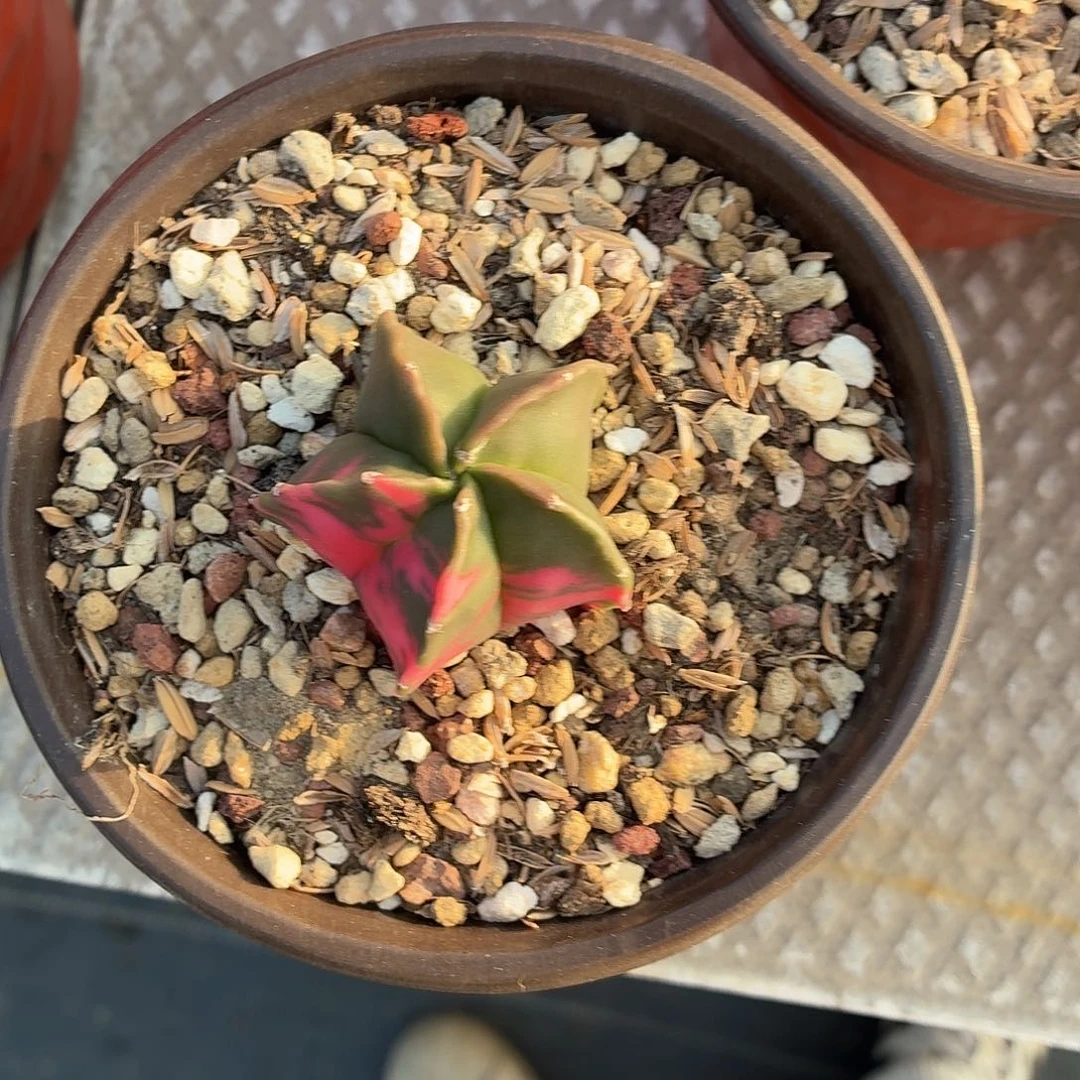 楠***！无花朵红锦鸾！！！！！！