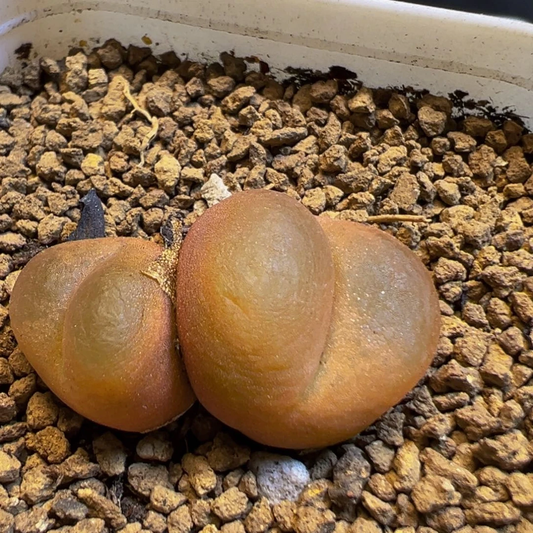88多肉植物百科知识