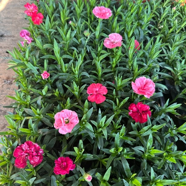 奥斯卡穴盘苗多色小苗实惠装四季开花常绿庭院地栽绿化阳台耐寒