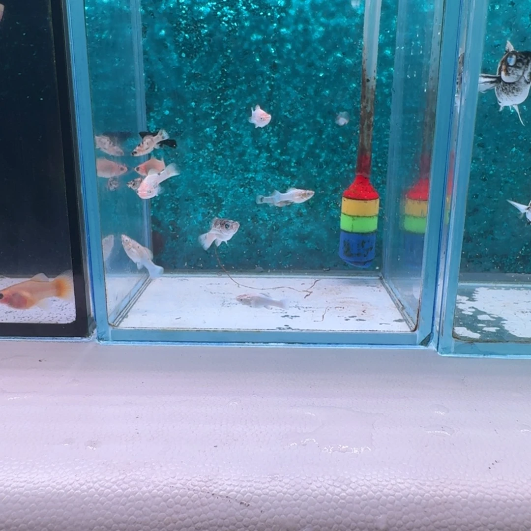 孔雀鱼575号玛丽鱼苗全家福10条