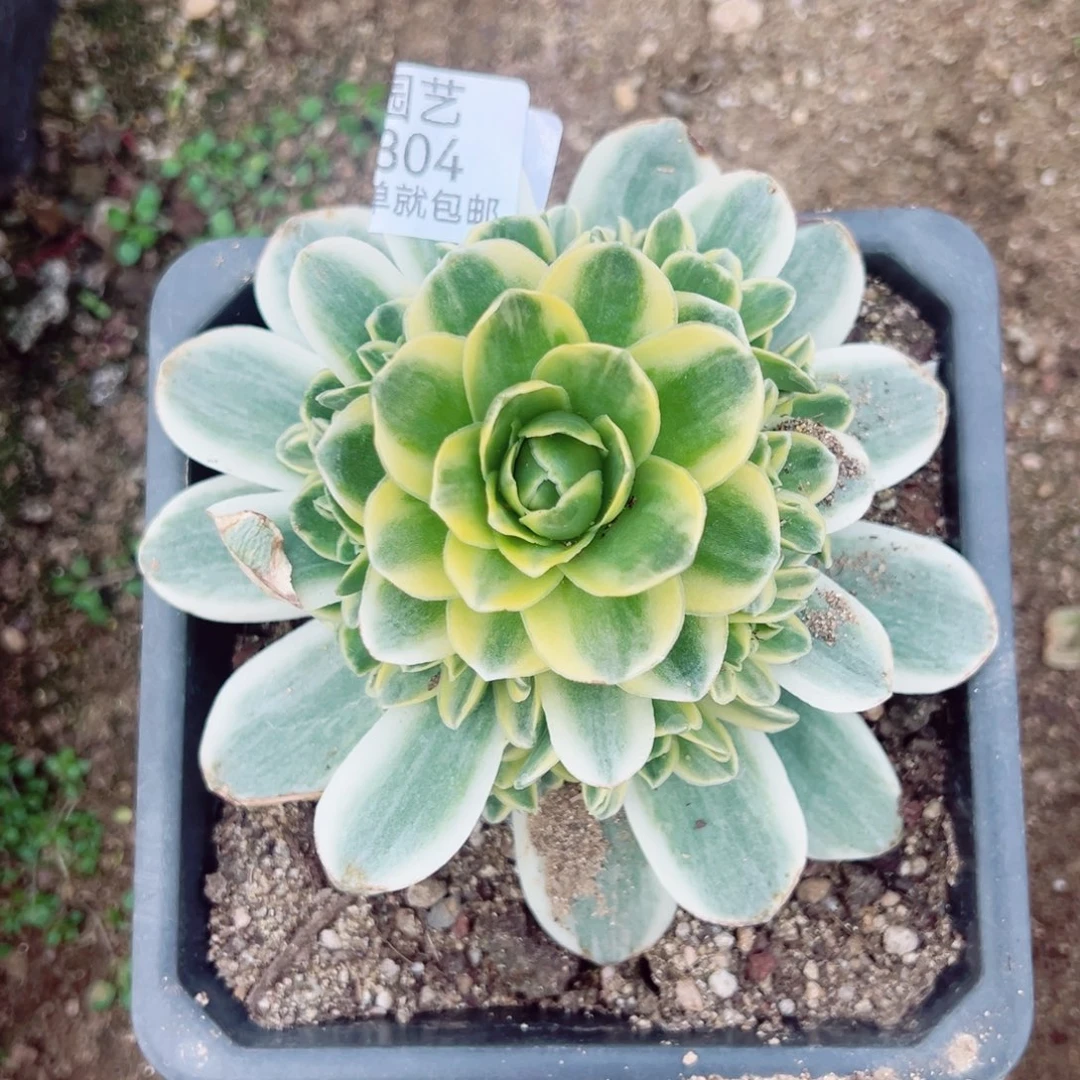 山地玫瑰锦多肉植物304