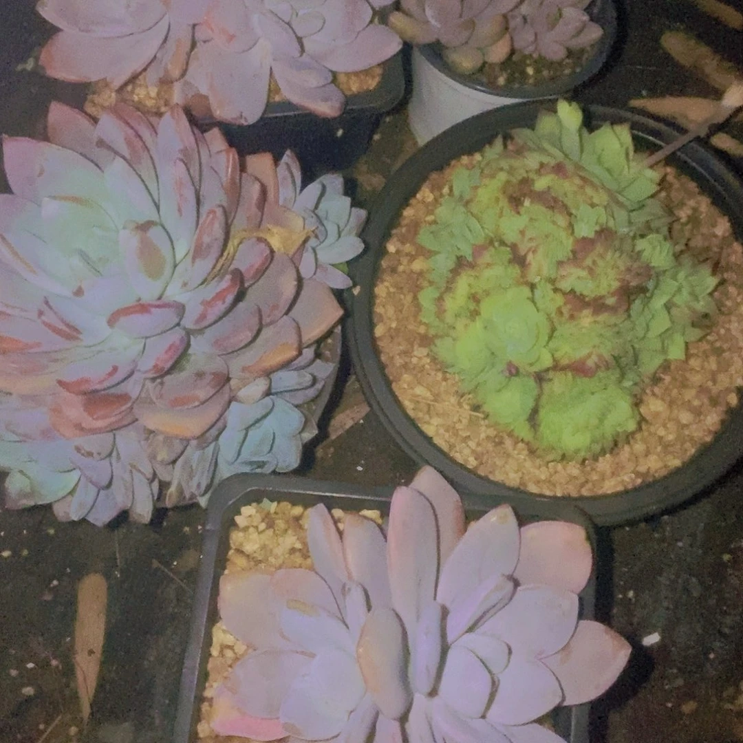 綝***綝松紧不放不动是吧还是啥也别