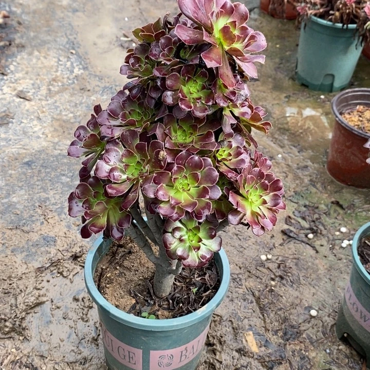 黑法70多肉植物法师法师