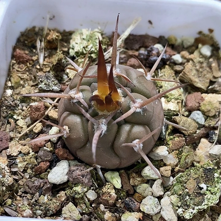 孤品实生优选粗刺守金摩天龙2.8cm